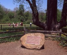 Visitors enjoy a stop at the Signal Tree, 1993